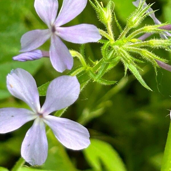 Phlox divaricata Flower