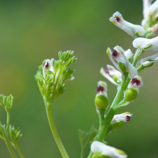 Fumaria parviflora Flower