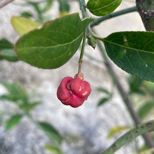 Euonymus europaeus Gyümölcs