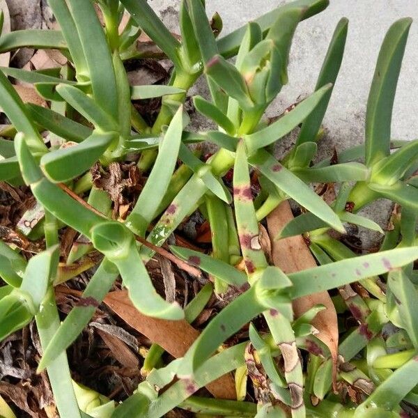 Carpobrotus glaucescens برگ