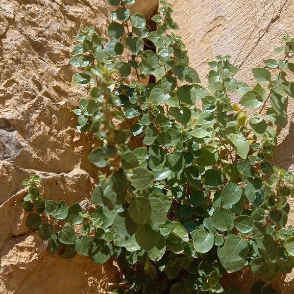 Parietaria lusitanica Blad