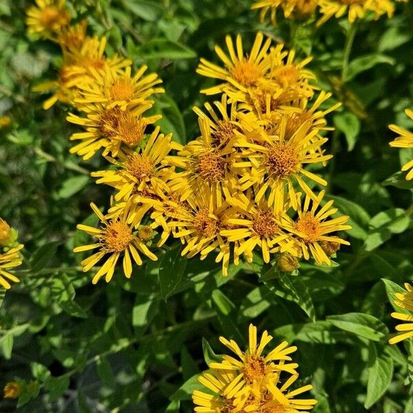 Inula helvetica Flower