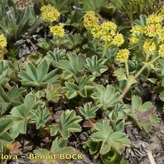 Alchemilla glaucescens Alkat (teljes növény)