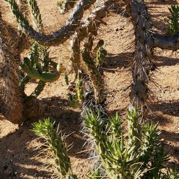 Austrocylindropuntia cylindrica Pokrój