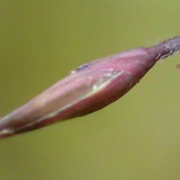 Panicum capillare Плод