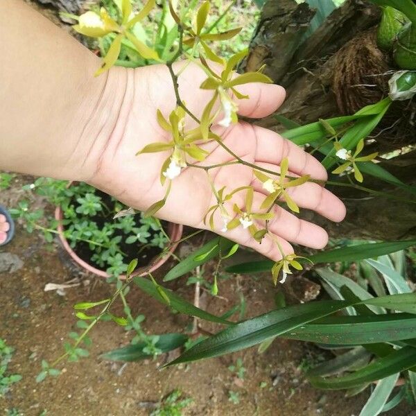 Encyclia tampensis Corteza