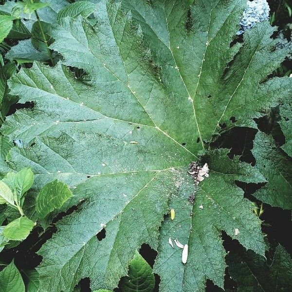 Gunnera tinctoria Leaf