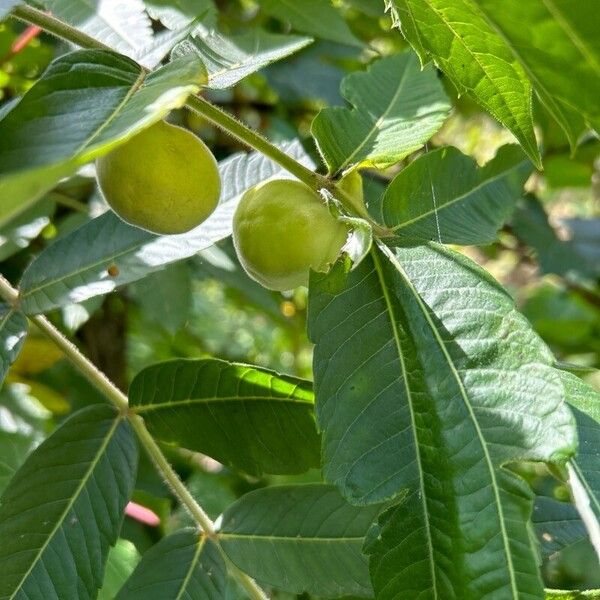 Rhus typhina Owoc