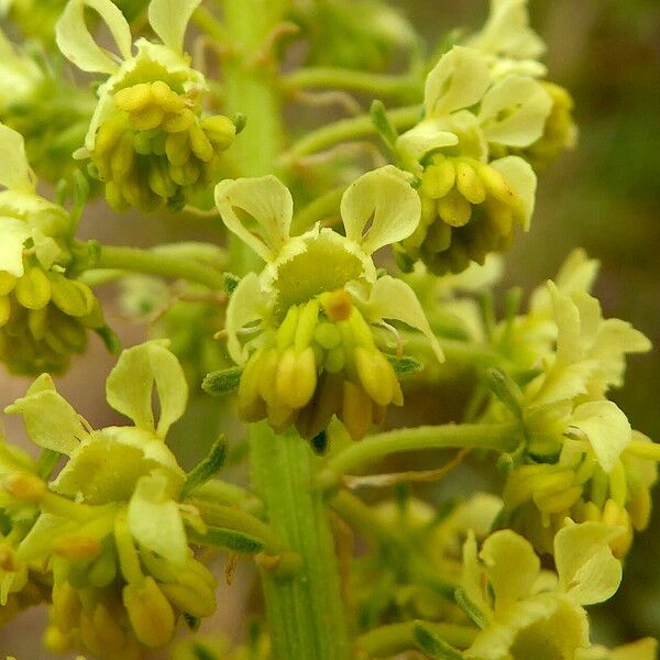 Reseda lutea फूल