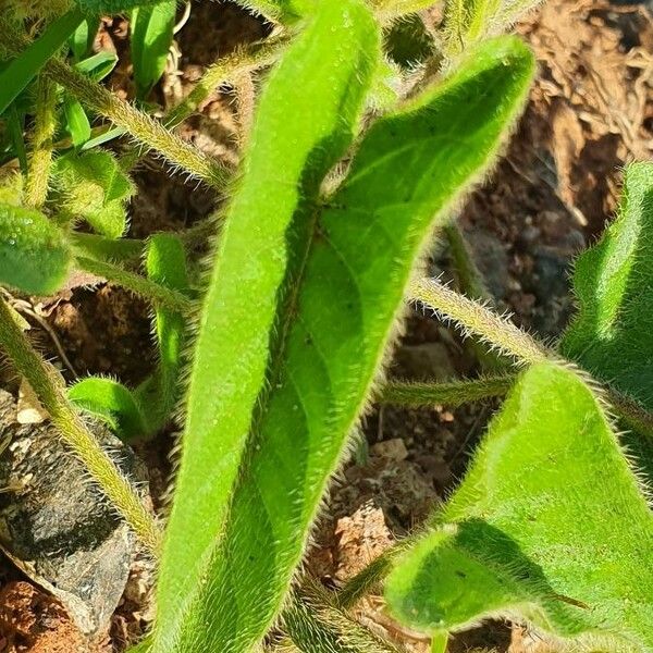 Ipomoea mombassana Blad