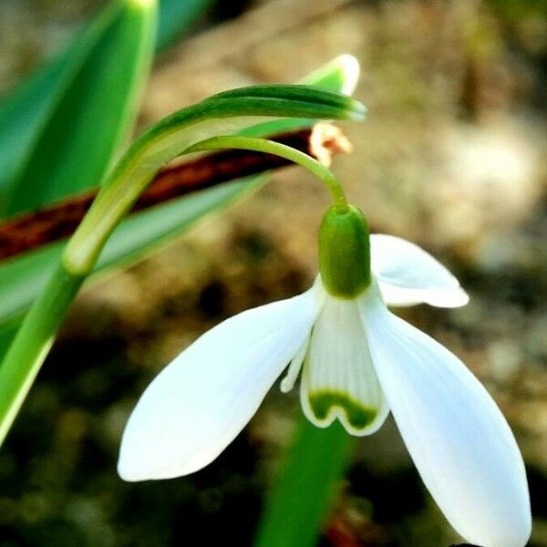 Galanthus elwesii Květ