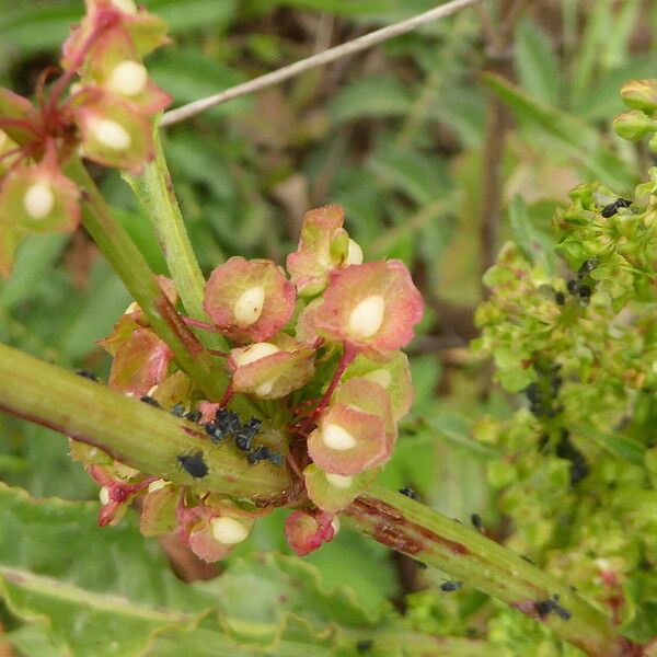 Rumex crispus Owoc