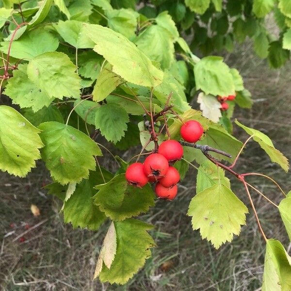 Crataegus coccinea Фрукт