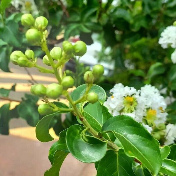 Lagerstroemia speciosa Ffrwyth