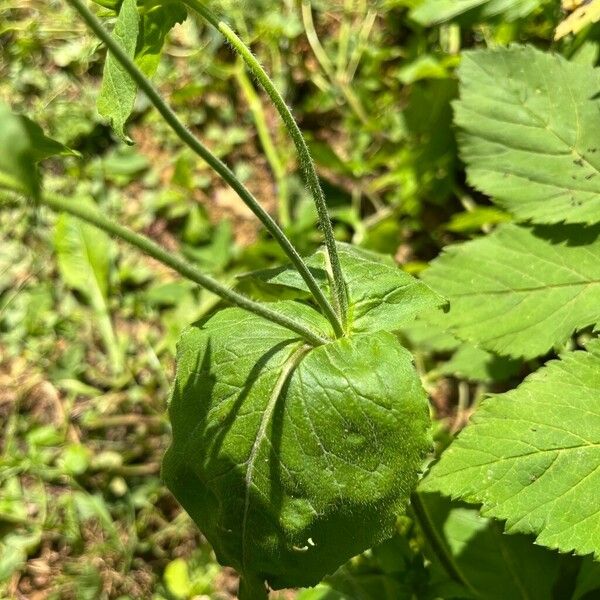 Knautia drymeia Leaf