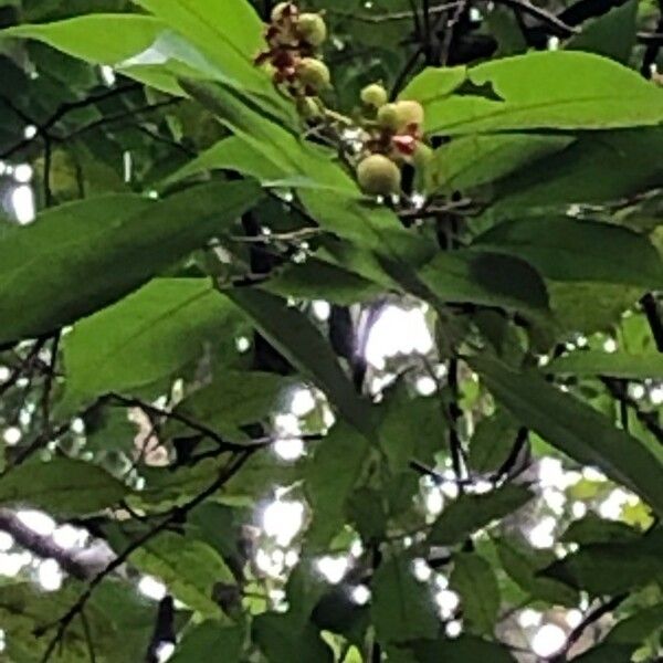 Sarcotheca monophylla Fruit
