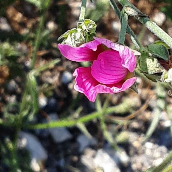 Althaea cannabina ᱵᱟᱦᱟ