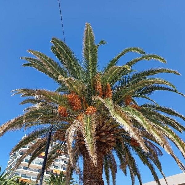 Phoenix canariensis Blad