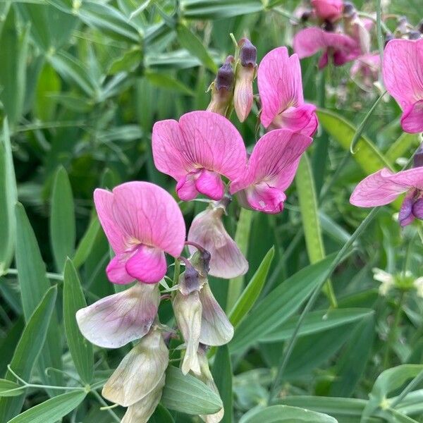 Lathyrus latifolius Blomma