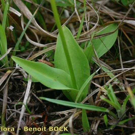 Herminium monorchis Habit