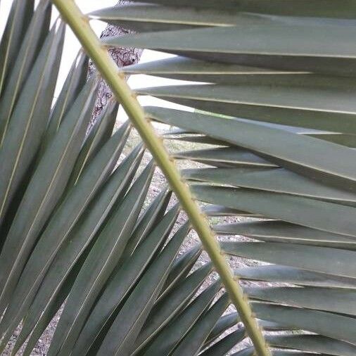 Phoenix canariensis Листок