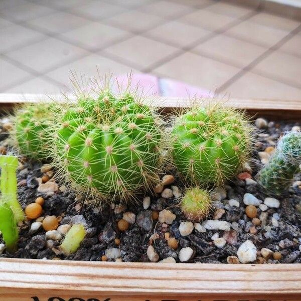 Echinocereus coccineus Blatt