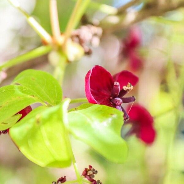 Akebia quinata Foglia