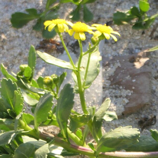 Senecio maritimus Flors