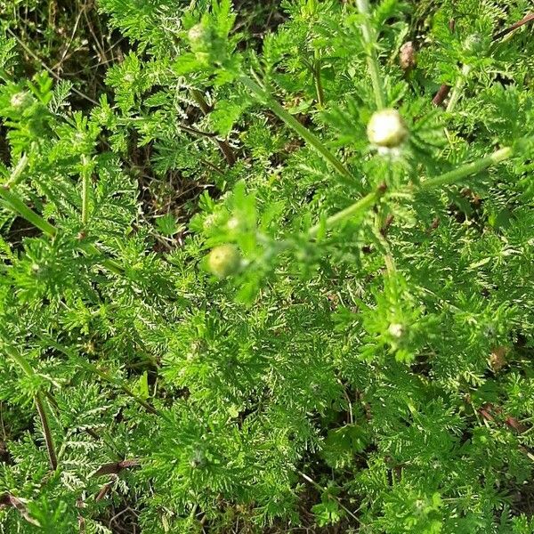 Anthemis cotula Blad