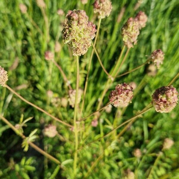 Sanguisorba verrucosa Žiedas