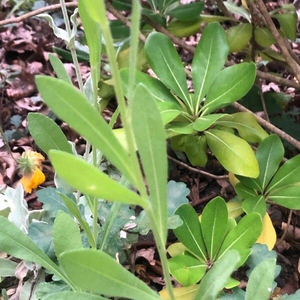 Gaillardia aristata Fuelha