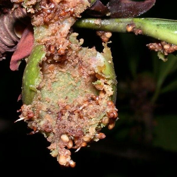 Ficus cahuitensis ഫലം