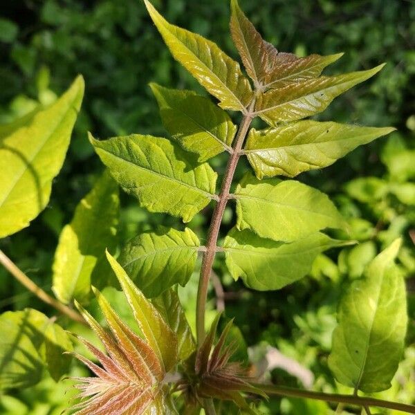 Ailanthus altissima পাতা