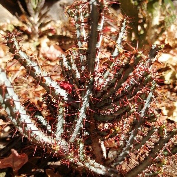 Euphorbia aeruginosa Liść