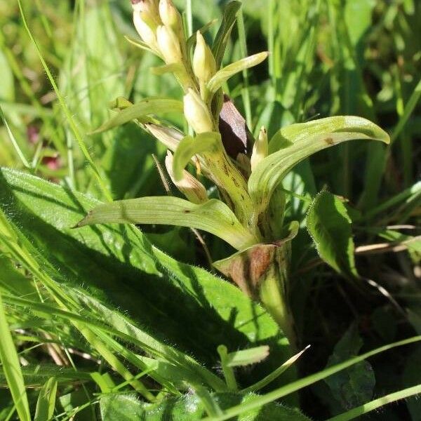 Dactylorhiza viridis Alkat (teljes növény)