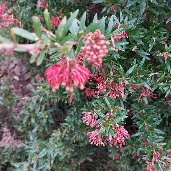 Grevillea rosmarinifolia 花