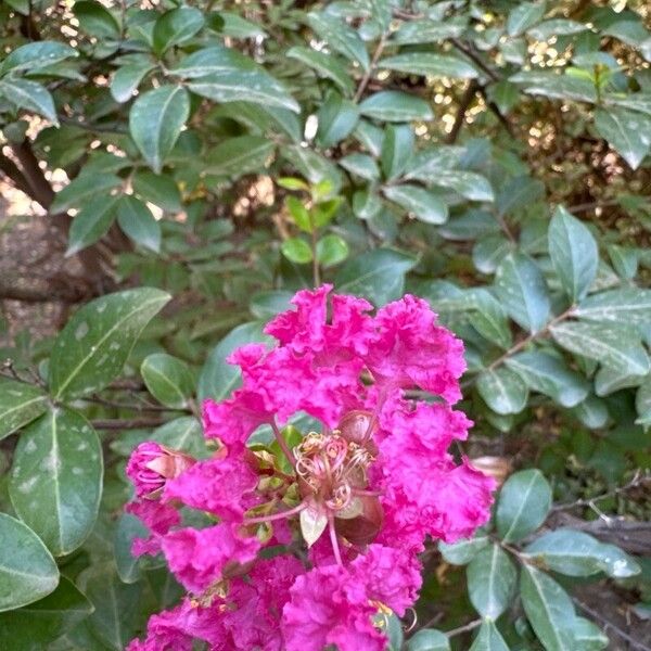 Lagerstroemia indica Flower