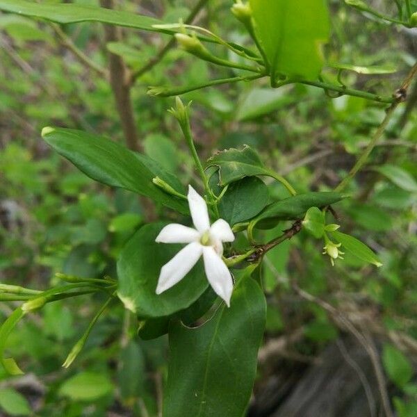 Jasminum neocaledonicum Kwiat