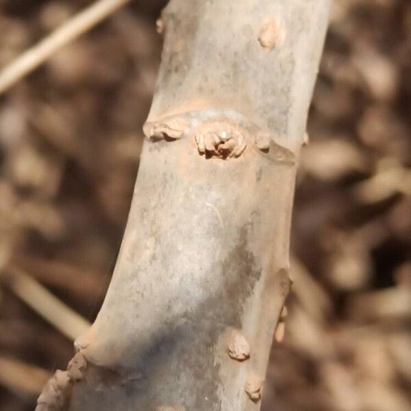 Vernonia polyantha Φλοιός