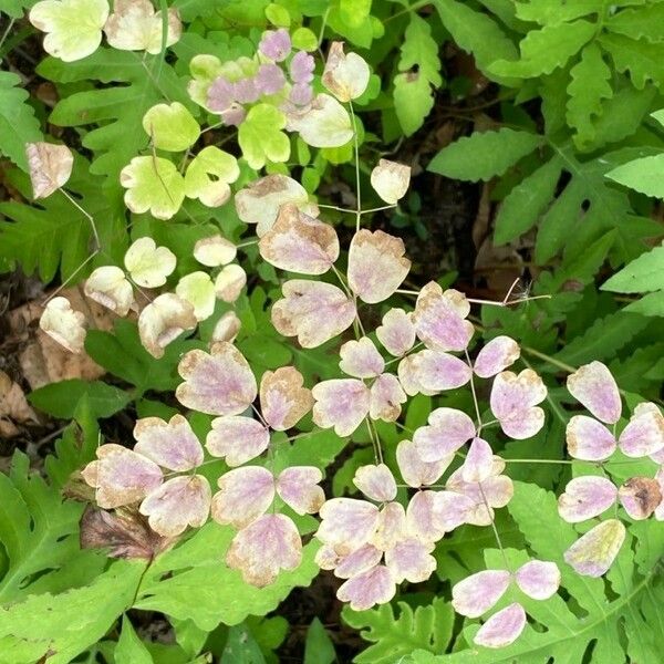 Thalictrum dioicum Leaf