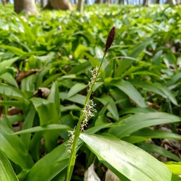 Carex pilosa Λουλούδι