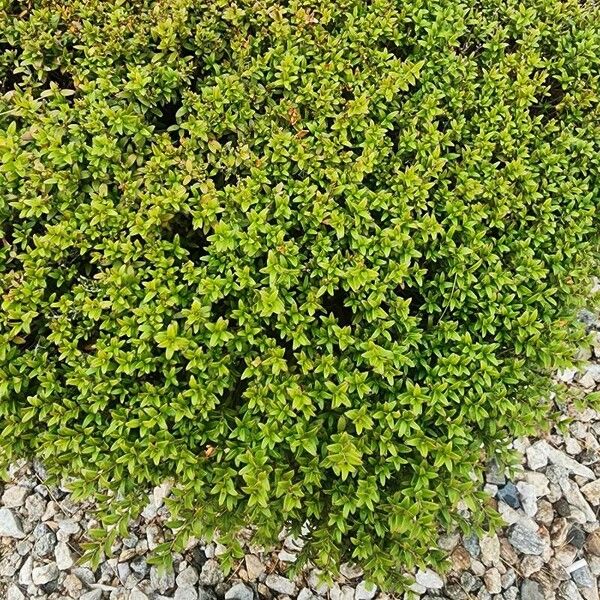 Thymus × citriodorus Leaf