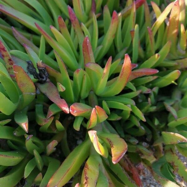 Carpobrotus acinaciformis Leaf