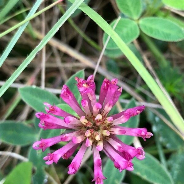 Trifolium medium Blomst