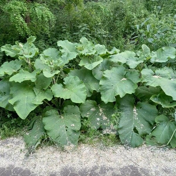 Arctium lappa Habitus