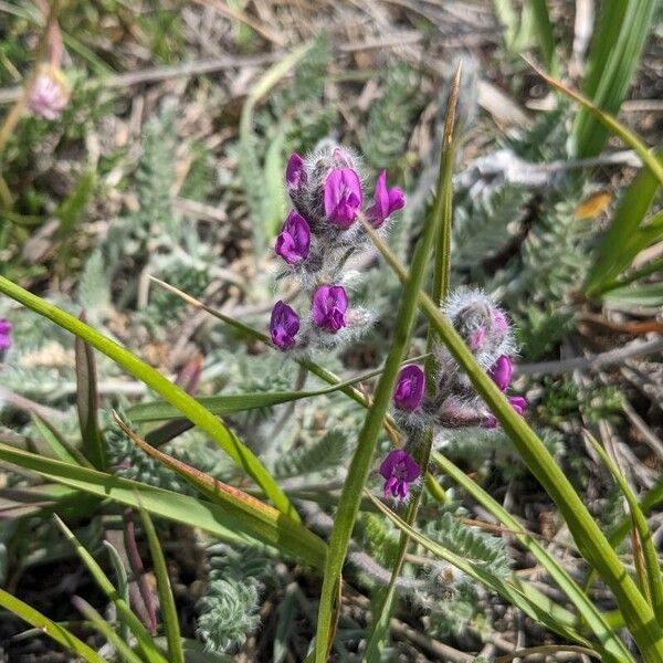 Oxytropis splendens Kvet