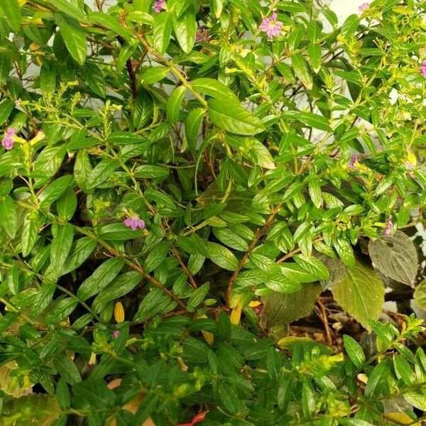 Cuphea hyssopifolia Лист