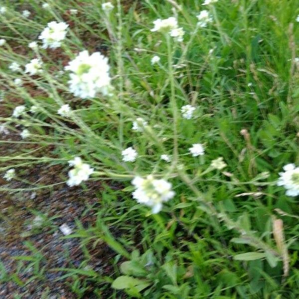 Draba incana Fiore