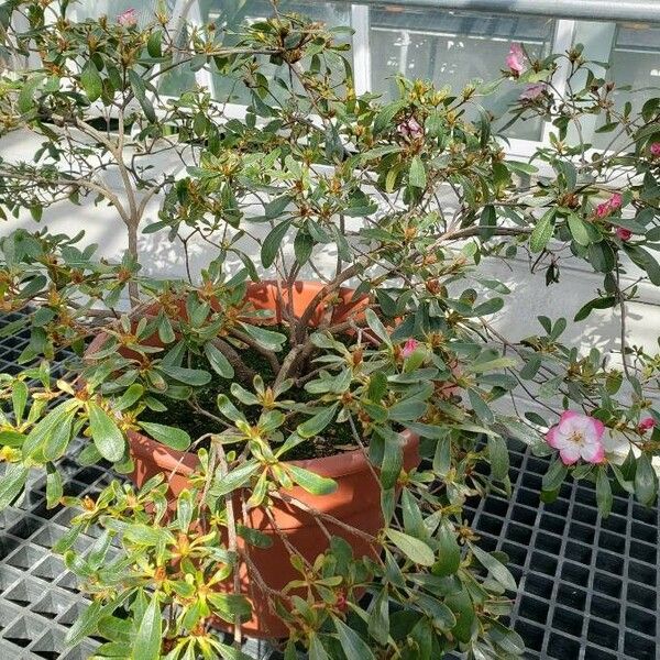 Rhododendron spp. Habit