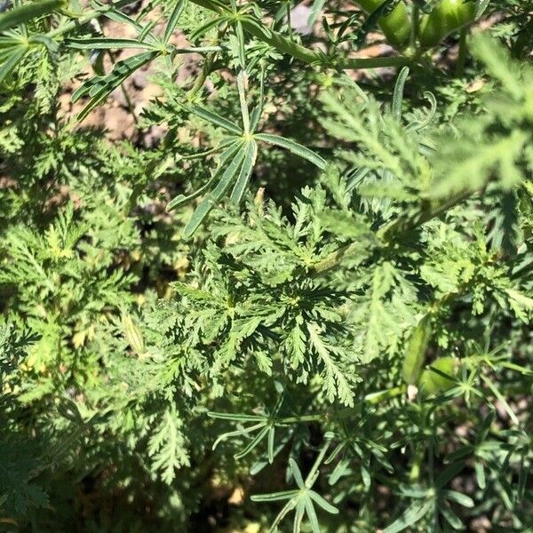 Achillea ligustica Levél